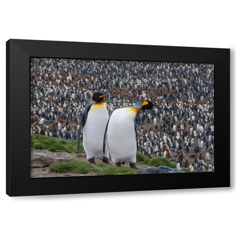 Southern Ocean-South Georgia-St-Andrews Bay-Two adults stand together overlooking the crowded colony Black Modern Wood Framed Art Print with Double Matting by Goff, Ellen B.
