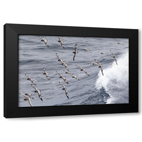 Southern Ocean-South Georgia-cape petrel or pintado-Daption capense-South Georgia Black Modern Wood Framed Art Print by Goff, Ellen B.