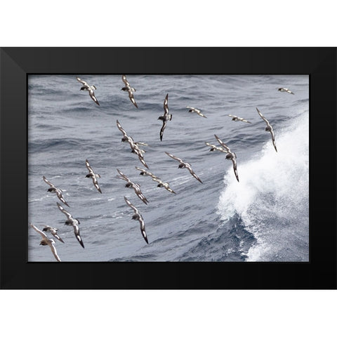 Southern Ocean-South Georgia-cape petrel or pintado-Daption capense-South Georgia Black Modern Wood Framed Art Print by Goff, Ellen B.