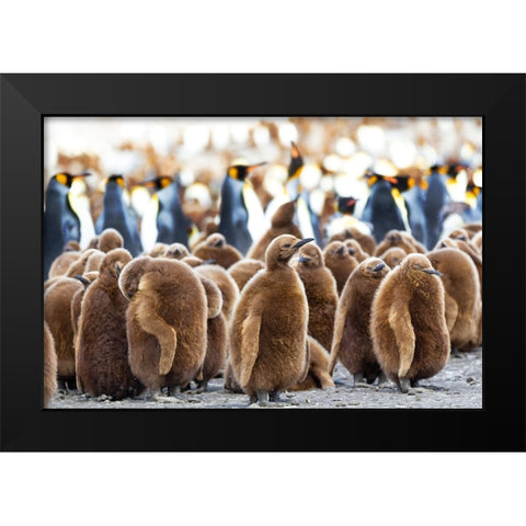 Southern Ocean-South Georgia-King penguin chicks stand together with adults in the background Black Modern Wood Framed Art Print by Goff, Ellen B.