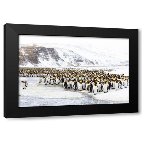 Southern Ocean-South Georgia-Salisbury Plain-Non breeding adults congregate on the icy plains Black Modern Wood Framed Art Print by Goff, Ellen B.
