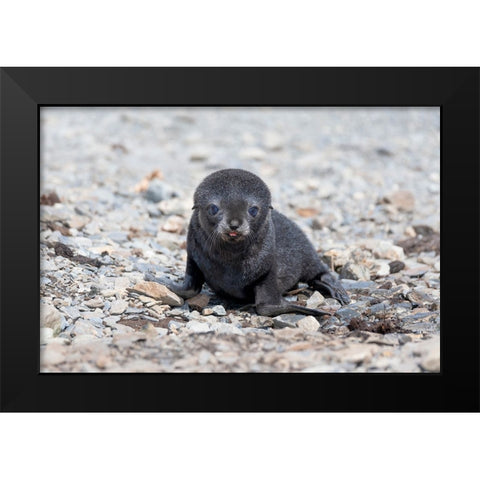 Southern Ocean-South Georgia-Antarctic fur seal-Portrait of a very young fur seal pup with blue eyes Black Modern Wood Framed Art Print by Goff, Ellen B.