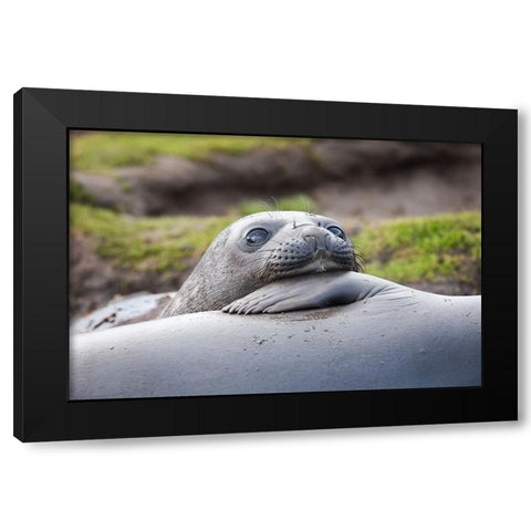 Southern Ocean-South Georgia-A young elephant seal mouths the flipper of another Black Modern Wood Framed Art Print with Double Matting by Goff, Ellen B.