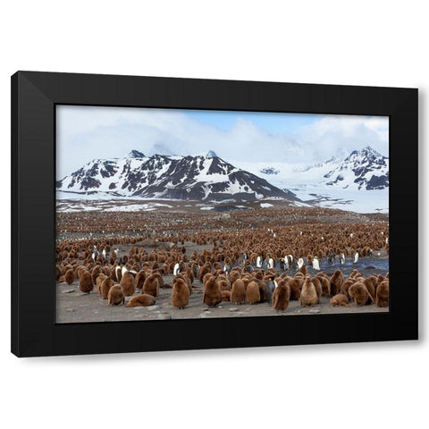 Southern Ocean-South Georgia-Salisbury Plain-View of the colony at Salisbury Plain Black Modern Wood Framed Art Print with Double Matting by Goff, Ellen B.