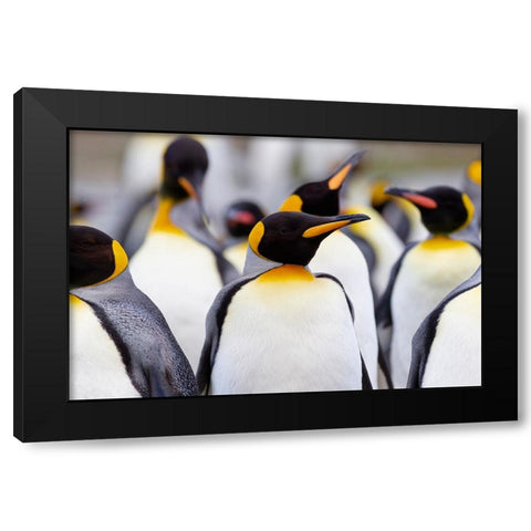 Southern Ocean-South Georgia-Portrait of a king penguin among other adults Black Modern Wood Framed Art Print with Double Matting by Goff, Ellen B.