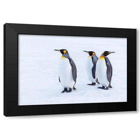 Southern Ocean-South Georgia-Portrait of king penguins in the snow Black Modern Wood Framed Art Print with Double Matting by Goff, Ellen B.