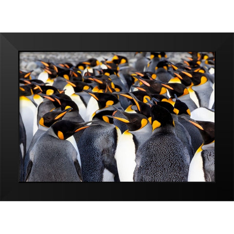 Southern Ocean-South Georgia-Picture of a group of king penguins Black Modern Wood Framed Art Print by Goff, Ellen B.