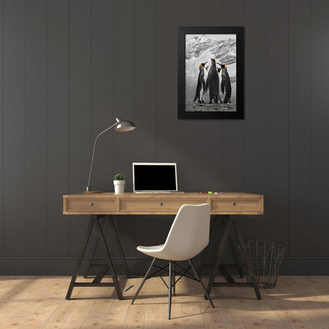 Antarctica. A conference of King Penguins. Black Modern Wood Framed Art Print by Muir, Janet