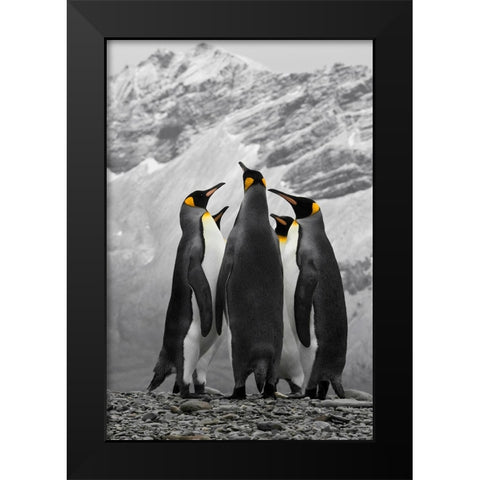 Antarctica. A conference of King Penguins. Black Modern Wood Framed Art Print by Muir, Janet