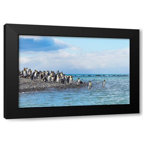 King penguins on the beach-Gold Harbour-South Georgia-Antarctica Black Modern Wood Framed Art Print with Double Matting by Su, Keren