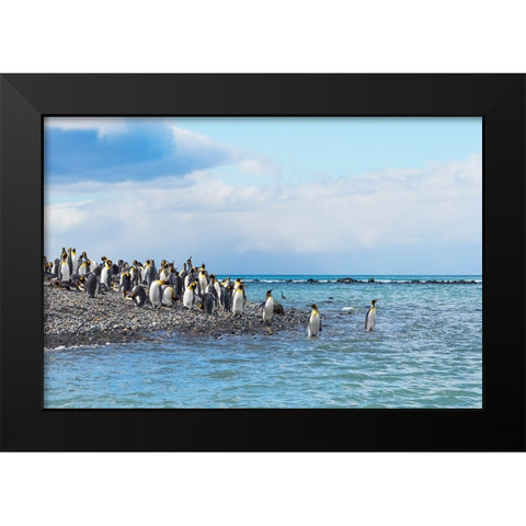 King penguins on the beach-Gold Harbour-South Georgia-Antarctica Black Modern Wood Framed Art Print by Su, Keren