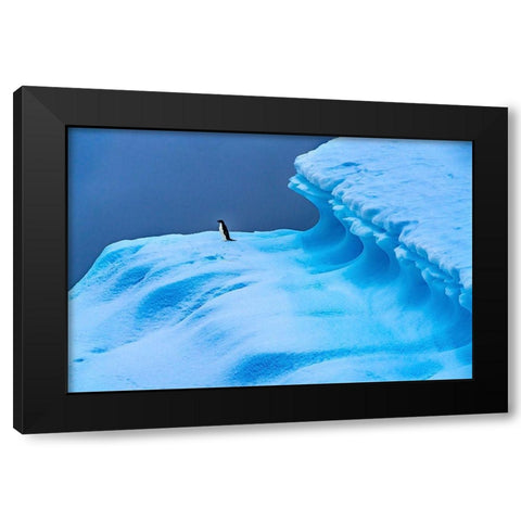 Adelie Penguin blue iceberg Charlotte Bay-Antarctica  Black Modern Wood Framed Art Print with Double Matting by Perry, William