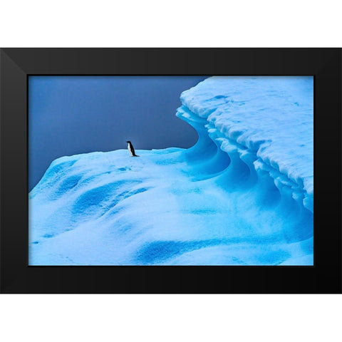 Adelie Penguin blue iceberg Charlotte Bay-Antarctica  Black Modern Wood Framed Art Print by Perry, William