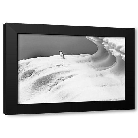 Adelie Penguin blue iceberg Charlotte Bay-Antarctica  Black Modern Wood Framed Art Print with Double Matting by Perry, William