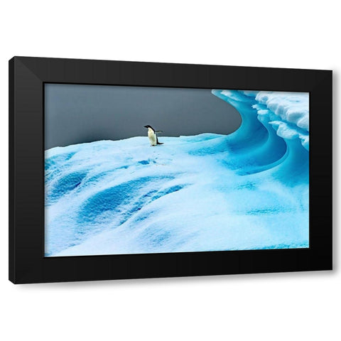 Adelie Penguin blue iceberg Charlotte Bay-Antarctica  Black Modern Wood Framed Art Print by Perry, William