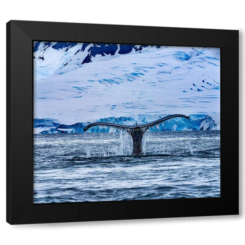 Humpback Baleen Whale Tail Chasing Krill blue Charlotte Bay-Antarctica Black Modern Wood Framed Art Print by Perry, William