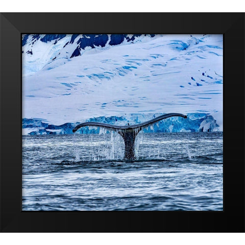 Humpback Baleen Whale Tail Chasing Krill blue Charlotte Bay-Antarctica Black Modern Wood Framed Art Print by Perry, William