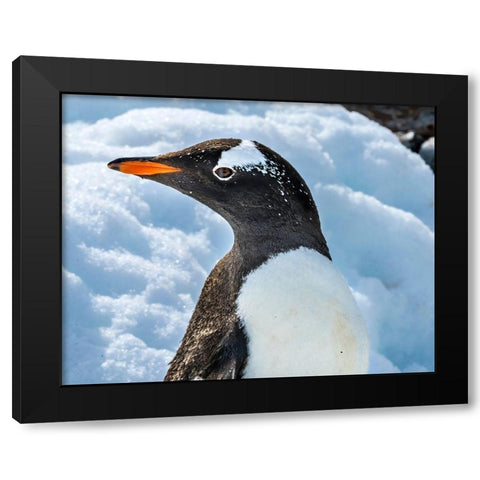 Gentoo penguin Snow Highway Rookery-Damoy Point-Antarctic Peninsula-Antarctica Black Modern Wood Framed Art Print with Double Matting by Perry, William