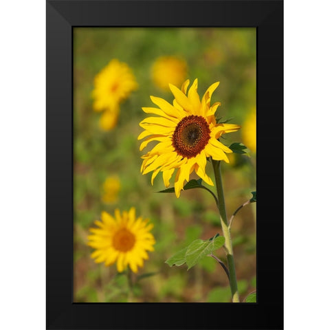 Myanmar-Inle Lake-Sunflowers Black Modern Wood Framed Art Print by Haseltine, Tom