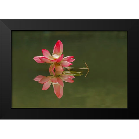 Pink lotus flower and reflection-China Black Modern Wood Framed Art Print by Jones, Adam