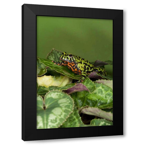 China Close-up of fire-bellied toad Black Modern Wood Framed Art Print with Double Matting by Flaherty, Dennis