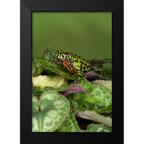 China Close-up of fire-bellied toad Black Modern Wood Framed Art Print by Flaherty, Dennis