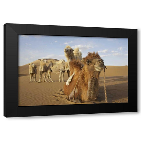 China, Badain Jaran Desert Caravan camels Black Modern Wood Framed Art Print by Anon, Ellen