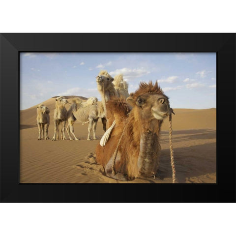 China, Badain Jaran Desert Caravan camels Black Modern Wood Framed Art Print by Anon, Ellen