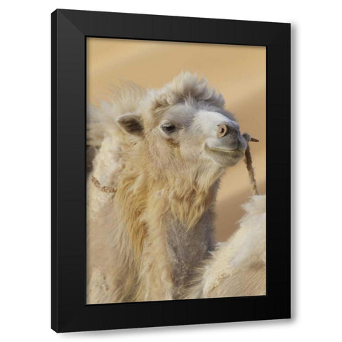 China, Badanjilin Desert Camel in a convoy Black Modern Wood Framed Art Print by Anon, Josh