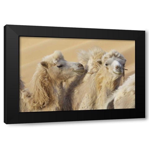 China, Badain Jaran Desert Camels in a convoy Black Modern Wood Framed Art Print with Double Matting by Anon, Josh