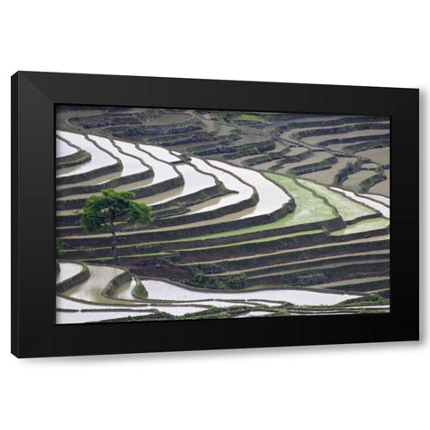 China, Yuanyang Lone tree on rice terraces Black Modern Wood Framed Art Print with Double Matting by Anon, Josh
