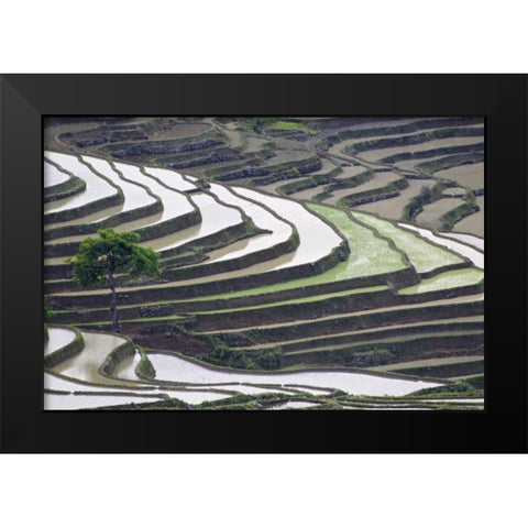 China, Yuanyang Lone tree on rice terraces Black Modern Wood Framed Art Print by Anon, Josh