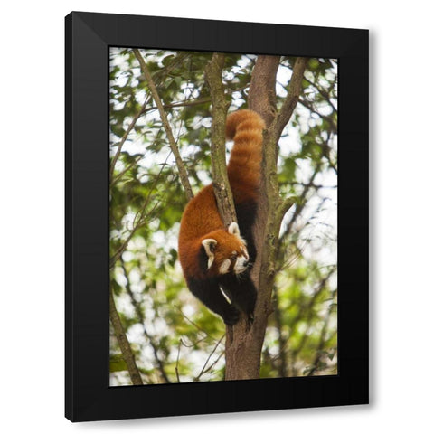 China, Chengdu, Wolong Reserve Lesser panda Black Modern Wood Framed Art Print with Double Matting by Zuckerman, Jim