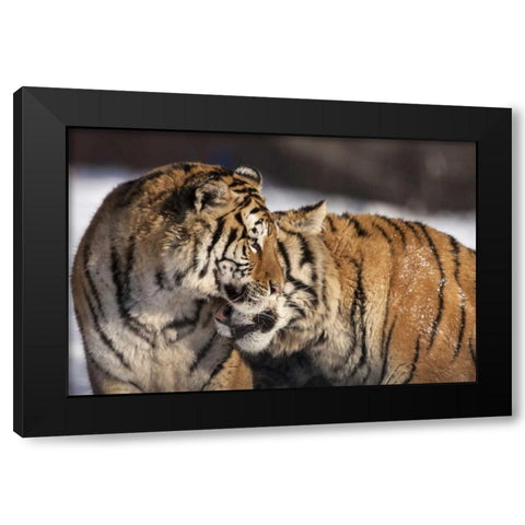China, Harbin Affectionate Siberian tigers Black Modern Wood Framed Art Print by Zuckerman, Jim