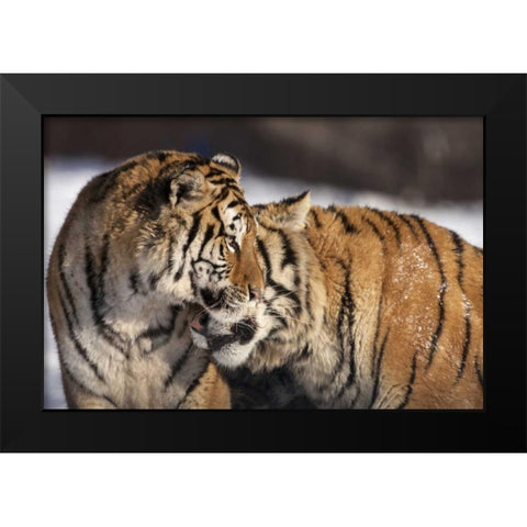 China, Harbin Affectionate Siberian tigers Black Modern Wood Framed Art Print by Zuckerman, Jim