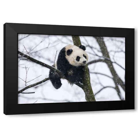 China, Chengdu Baby giant panda in tree Black Modern Wood Framed Art Print with Double Matting by Zuckerman, Jim
