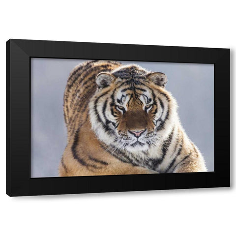 China, Harbin Siberian tiger in sub-zero weather Black Modern Wood Framed Art Print with Double Matting by Zuckerman, Jim