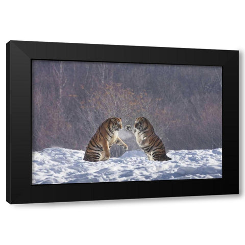 China, Harbin Sparing Siberian tigers Black Modern Wood Framed Art Print with Double Matting by Zuckerman, Jim