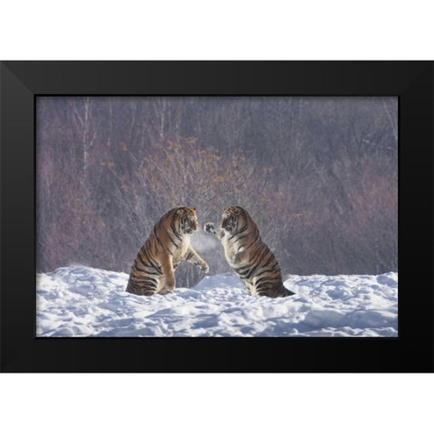 China, Harbin Sparing Siberian tigers Black Modern Wood Framed Art Print by Zuckerman, Jim