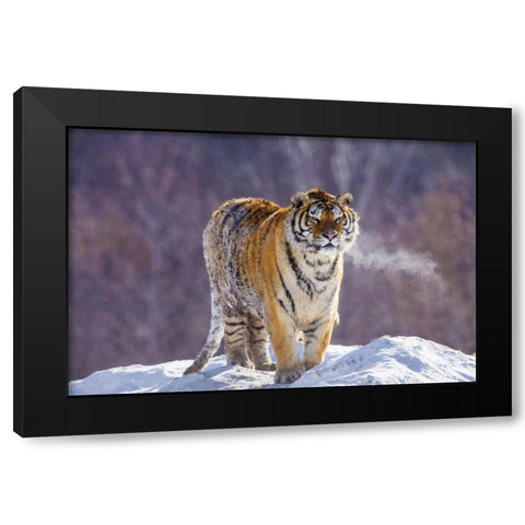 China, Harbin Siberian tiger in winter Black Modern Wood Framed Art Print with Double Matting by Zuckerman, Jim