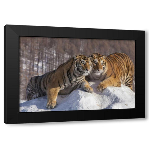 China, Harbin Affectionate Siberian tigers Black Modern Wood Framed Art Print with Double Matting by Zuckerman, Jim