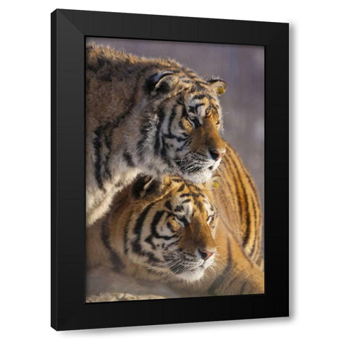 China, Harbin Affectionate Siberian tigers Black Modern Wood Framed Art Print with Double Matting by Zuckerman, Jim