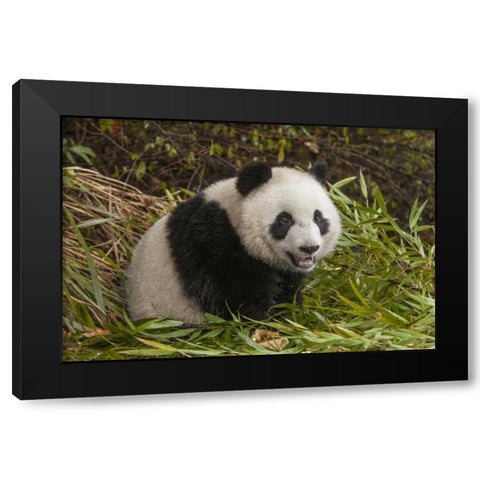 China, Chengdu Young giant panda Black Modern Wood Framed Art Print by Zuckerman, Jim
