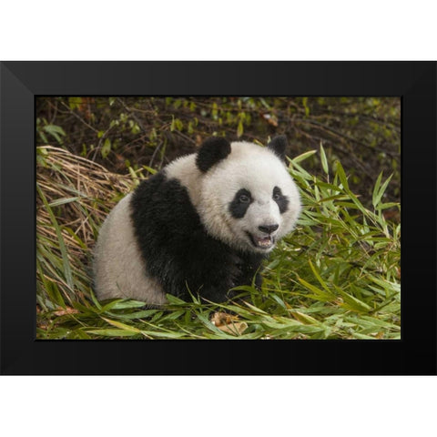 China, Chengdu Young giant panda Black Modern Wood Framed Art Print by Zuckerman, Jim