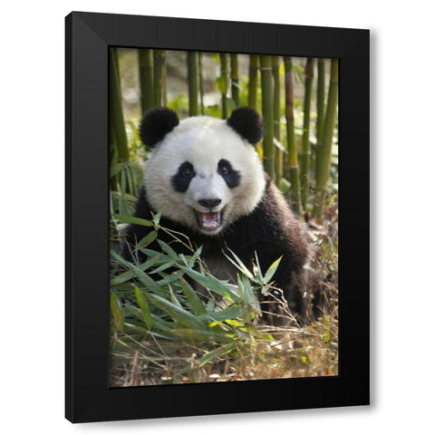 China, Chengdu Young giant panda Black Modern Wood Framed Art Print by Zuckerman, Jim