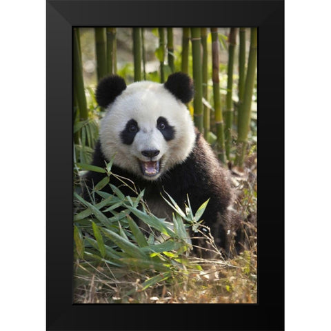 China, Chengdu Young giant panda Black Modern Wood Framed Art Print by Zuckerman, Jim