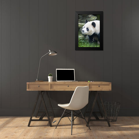 Asia-China-Sichuan Province-Cheng Du-Giant Panda Black Modern Wood Framed Art Print by Looney, Hollice