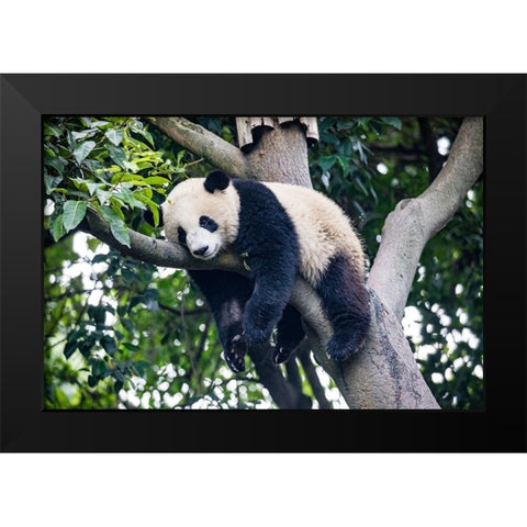 Asia-China-Sichuan Province-Cheng Du-Giant Panda Black Modern Wood Framed Art Print by Looney, Hollice