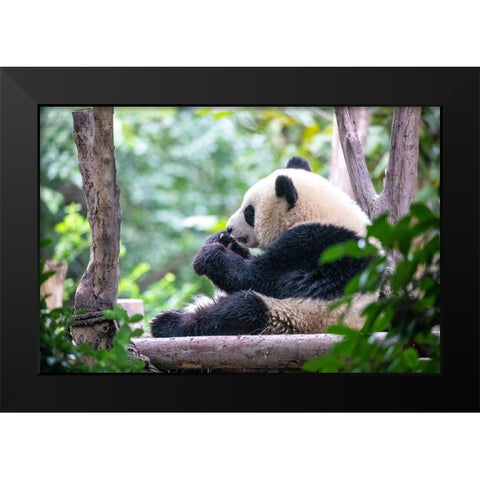 Asia-China-Sichuan Province-Cheng Du-Giant Panda Black Modern Wood Framed Art Print by Looney, Hollice