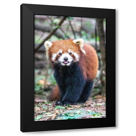 Asia-China-Sichuan Province-Cheng Du-Red Panda Black Modern Wood Framed Art Print with Double Matting by Looney, Hollice